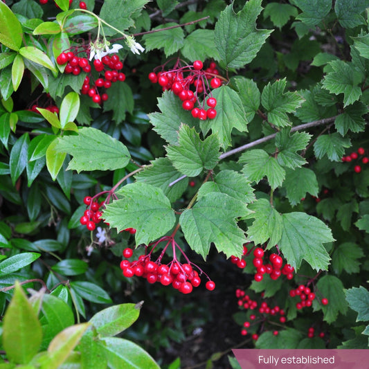 viburnumopulus_guelder-rose_2__PID:8ae79bae-e4e5-4456-9ebd-f2d4508cbd7c