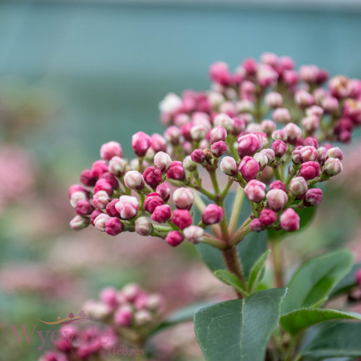 Viburnum tinus (Laurustinus) 'Eve Price'