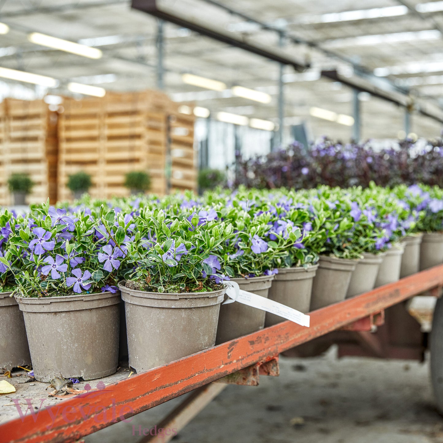Vinca minor (Lesser Periwinkle) 'Ralph Shugert'