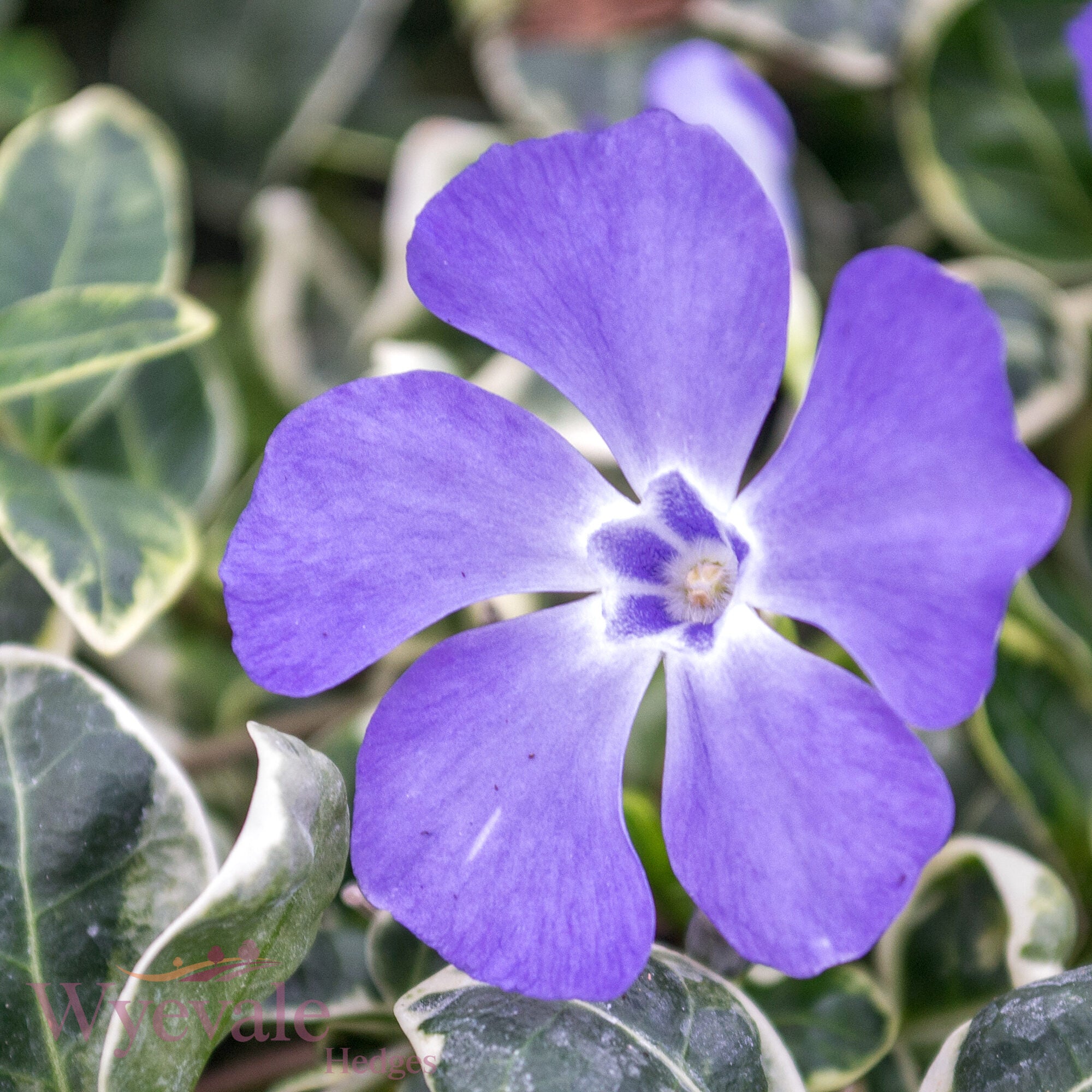Vinca minor (Lesser Periwinkle) 'Ralph Shugert'
