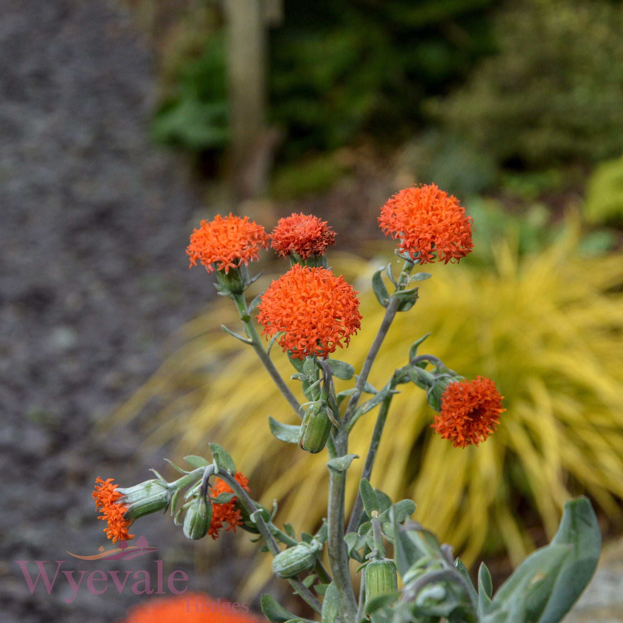 Senecio cephalophorus (Mountain Fire) 'Orange Flame'
