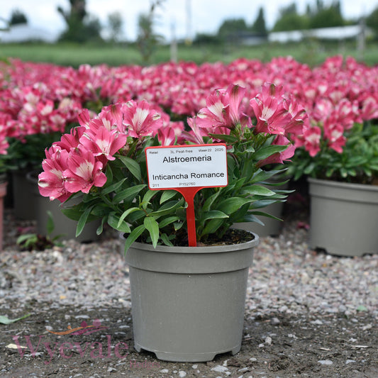 Alstroemeria (Peruvian Lily) 'Inticancha Romance'