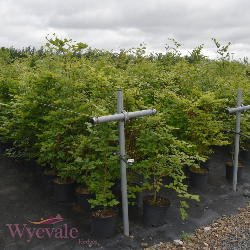 Fagus sylvatica (Common Beech) 7.5L Container (Pack of 18)