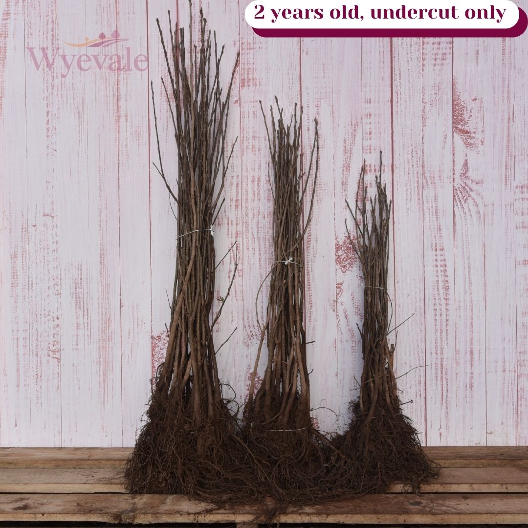 Bareroot Prunus avium (Wild Cherry)