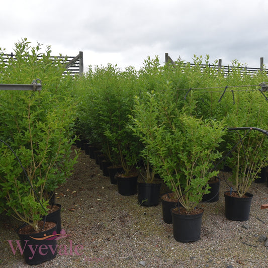 Ligustrum ovalifolium (California Privet) 7.5L Container (Pack of 18)