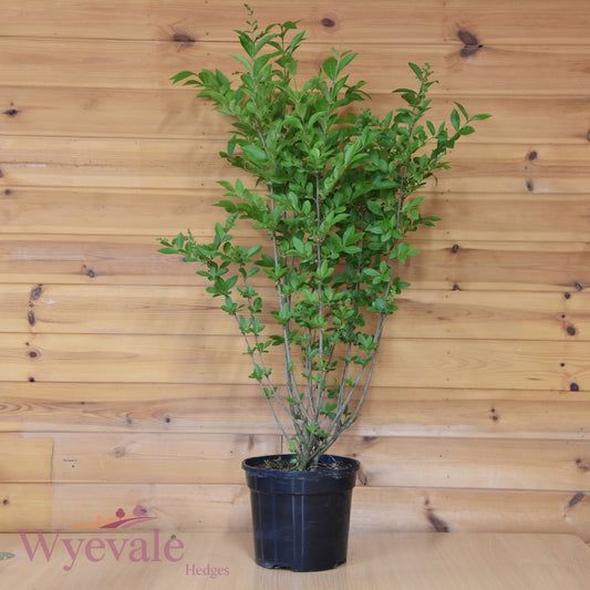 Ligustrum ovalifolium (California Privet) 3L Container (Pack of 30)