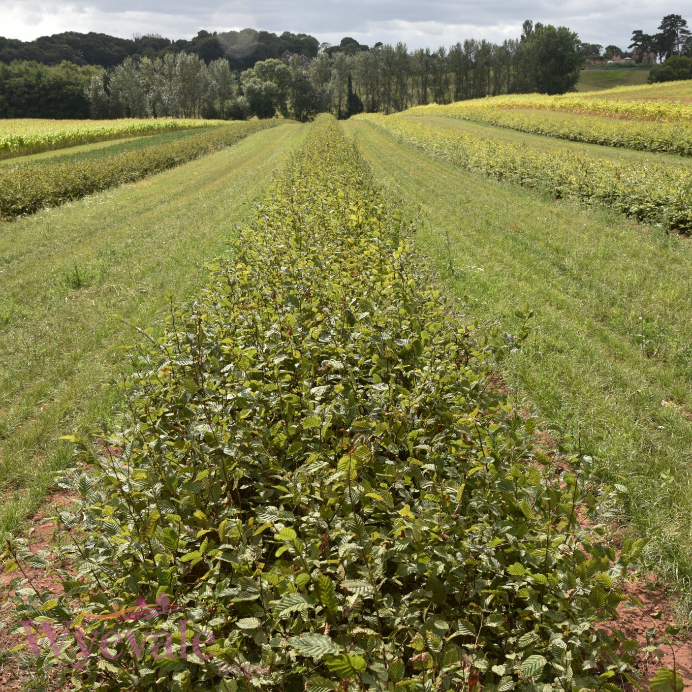 Carpinus betulus (Common Hornbeam) 2 Year Undercut (Pack of 25)