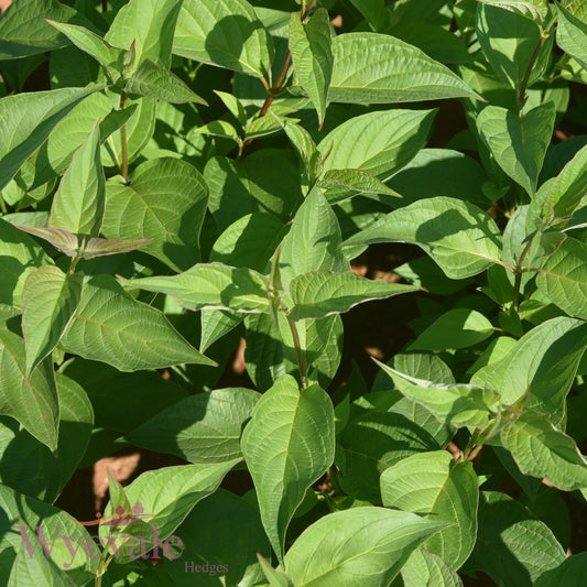 Cornus alba sibirica (Siberian Dogwood) 2 Year Transplant (Pack of 25)