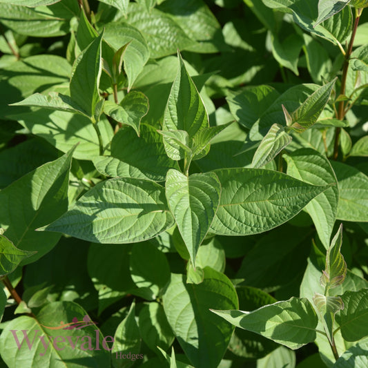 Cornus alba (White Dogwood) 2 Year Transplant (Pack of 25)