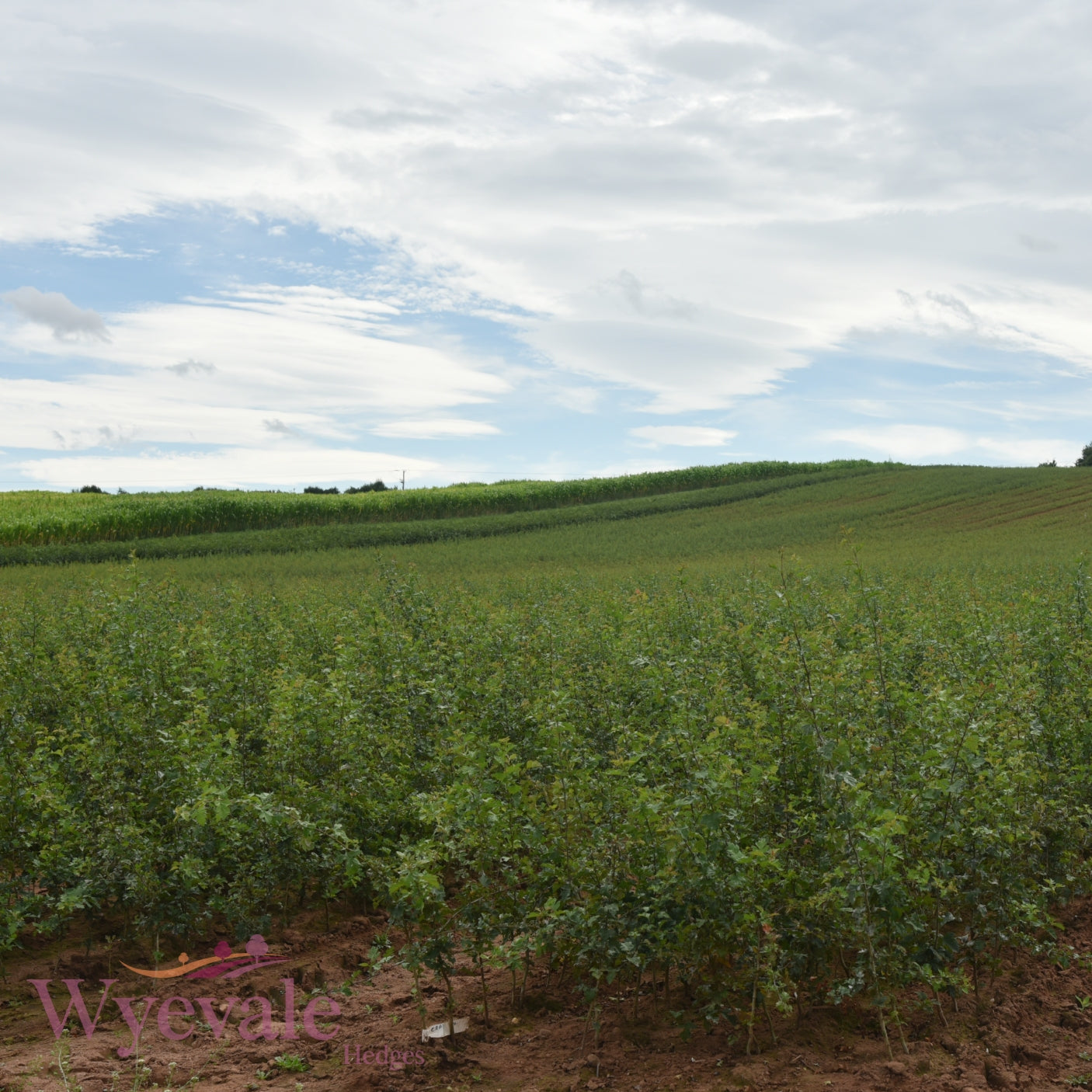 Crataegus monogyna (Hawthorn)