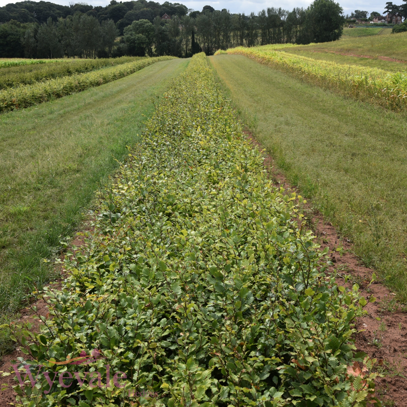 Fagus sylvatica (Green Beech) 3 Year Undercut (Pack of 25)