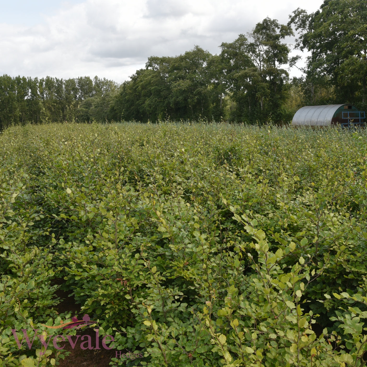 Fagus sylvatica (Green Beech) 3 Year Undercut (Pack of 25)