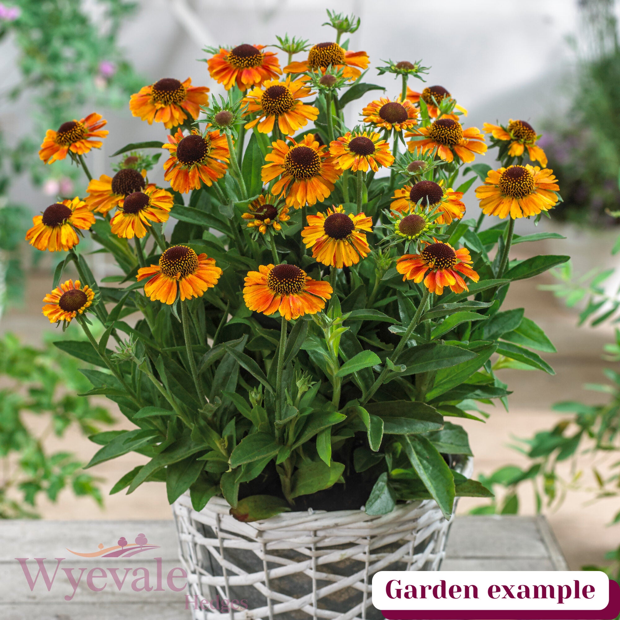 Helenium autumnale (Sneezeweed) 'Short and Sassy'