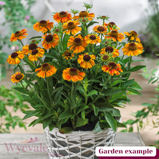 Helenium autumnale (Sneezeweed) 'Short and Sassy'