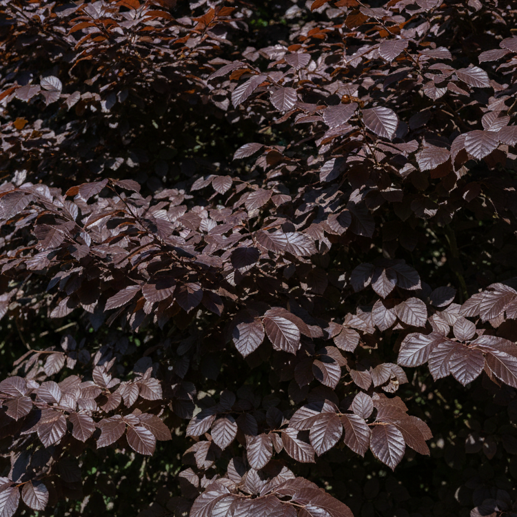 Bareroot Fagus sylvatica (Purple/Copper Beech) 'Atropurpurea'