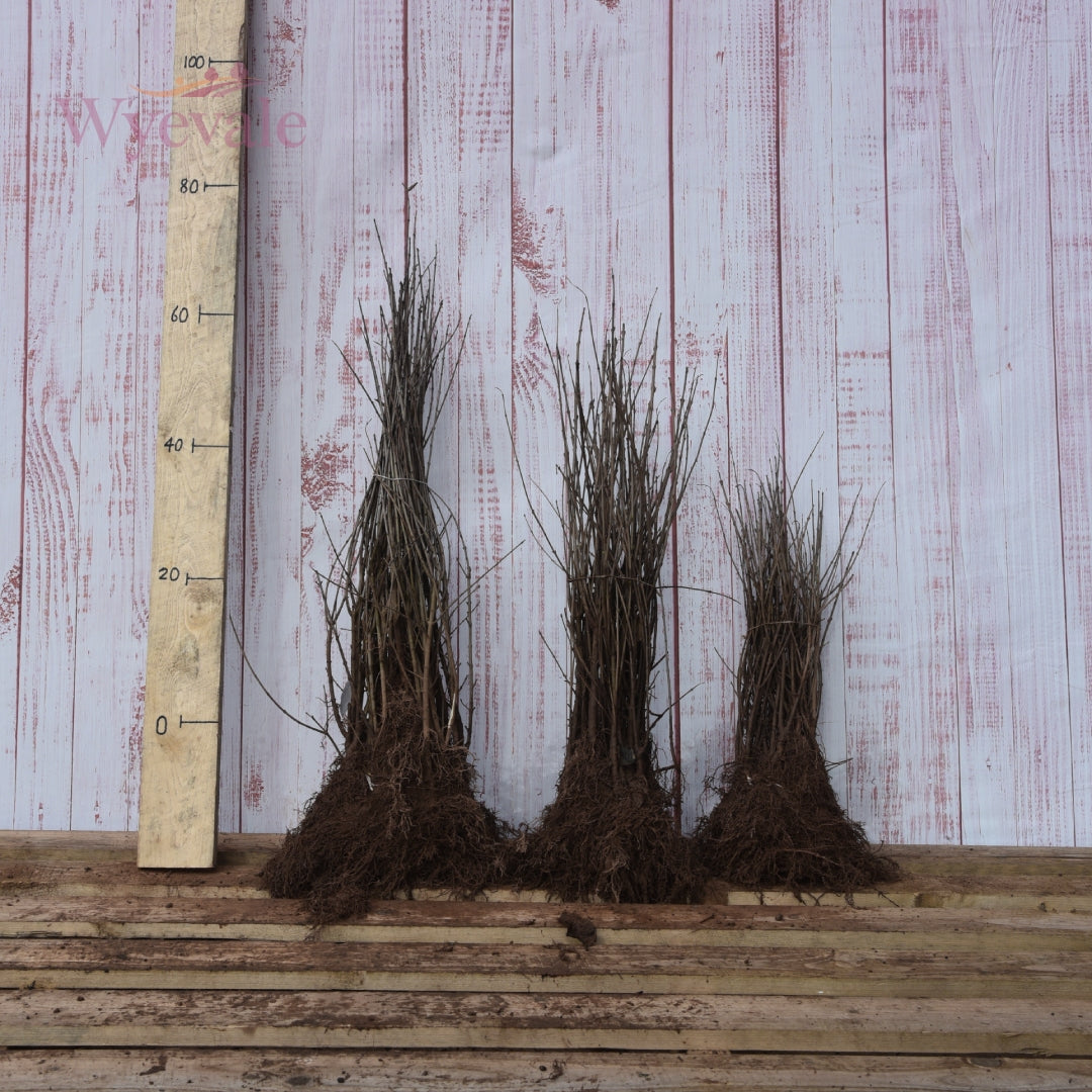 ligustrum vulgare 1+1.jpg__PID:25be2bd1-72e5-40eb-834b-441eab25d31a