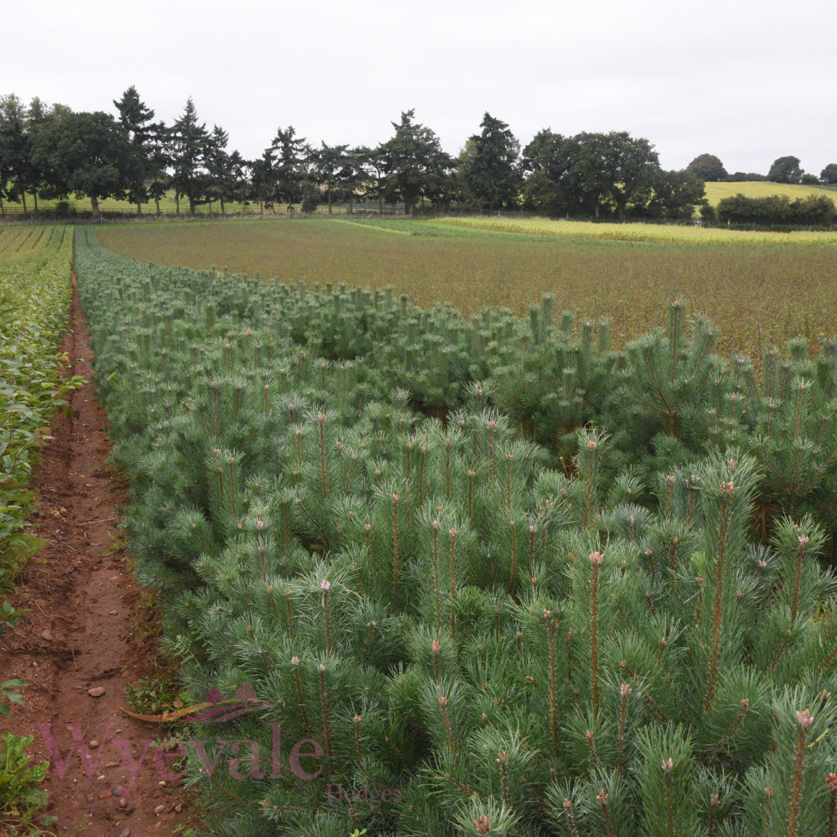 Bareroot Pinus sylvestris (Scots Pine)