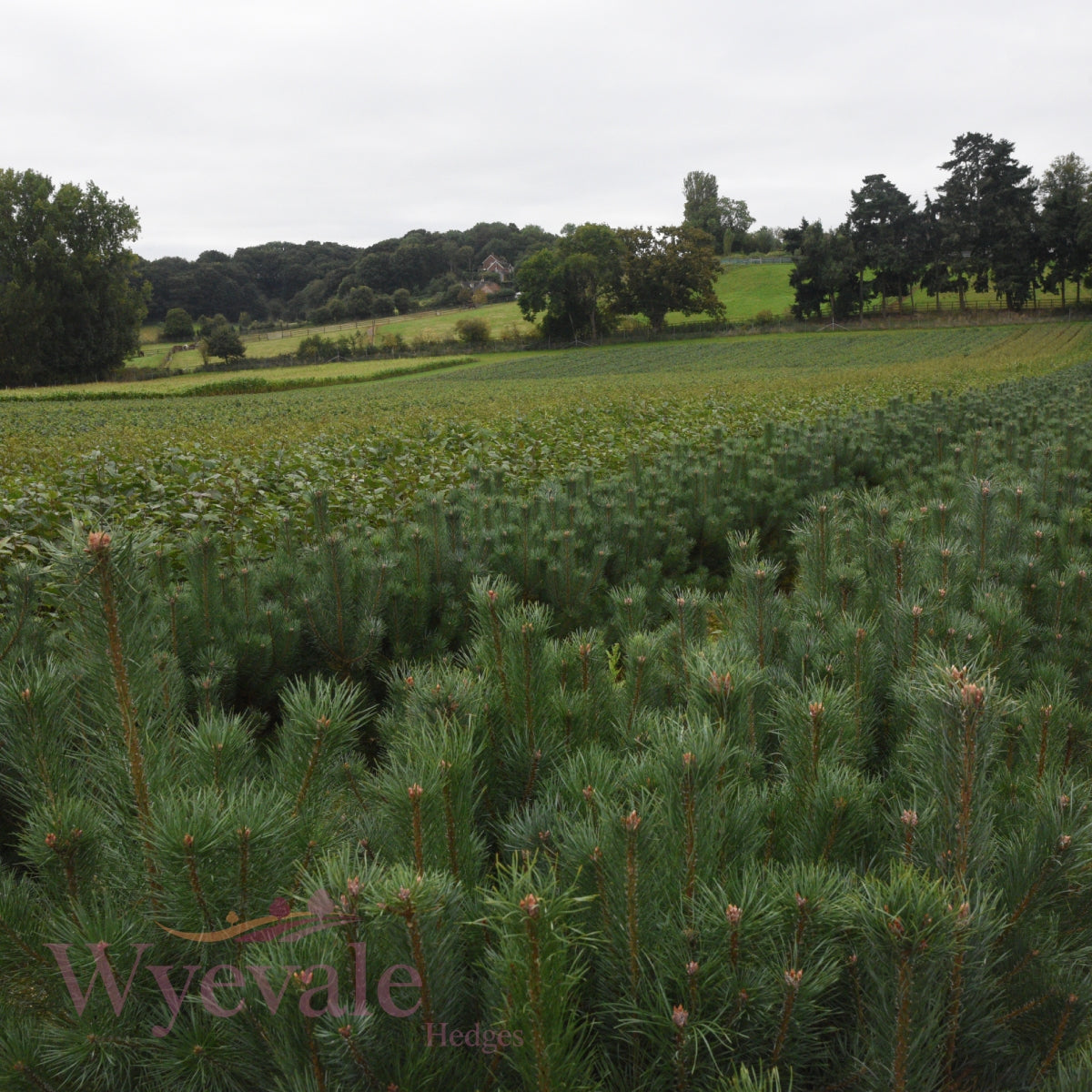 Pinus sylvestris (Scots pine) 3 Year Undercut (Pack of 10)