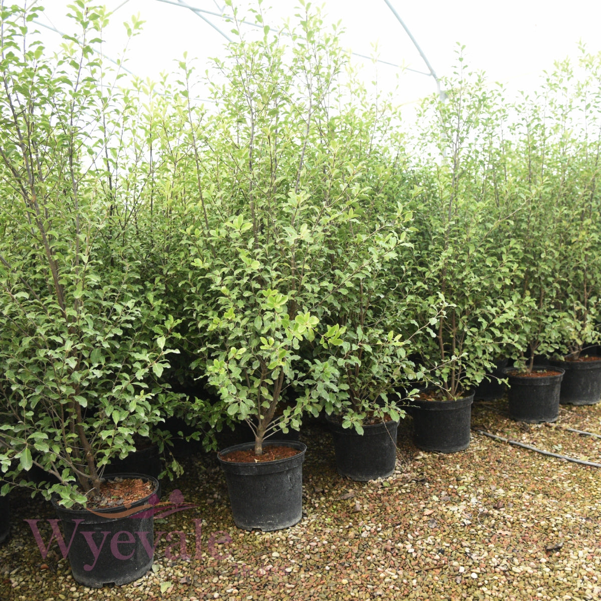 Pittosporum tenuifolium (Kohuhu)