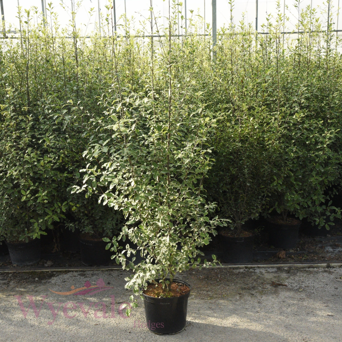 Pittosporum tenuifolium (Kohuhu)