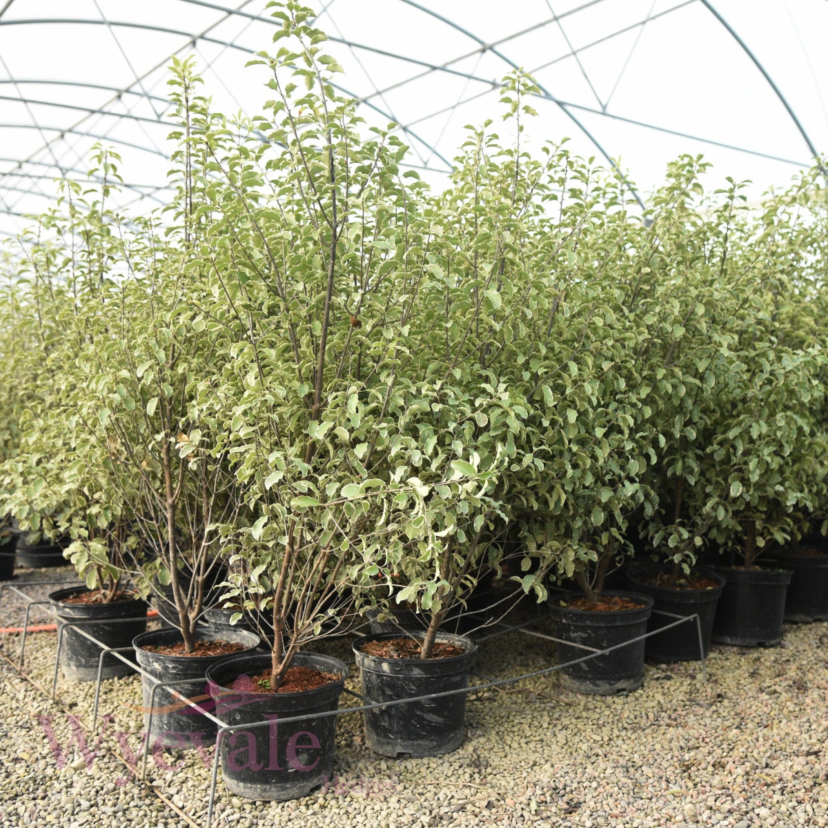 Pittosporum tenuifolium (Kohuhu)