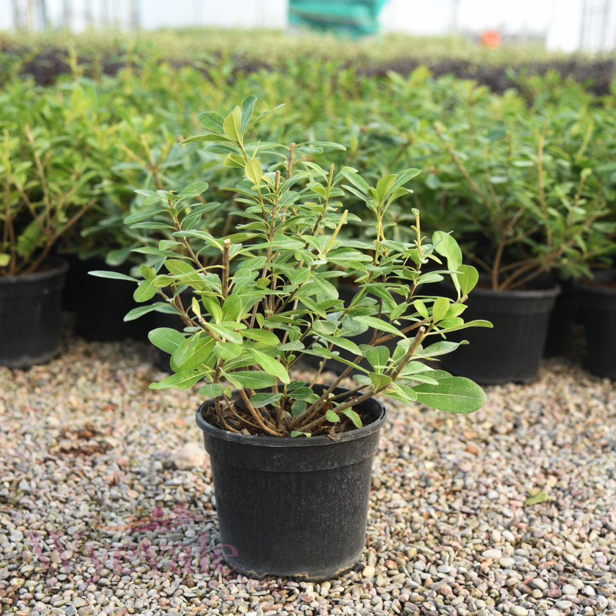 Pittosporum tenuifolium (Kohuhu)