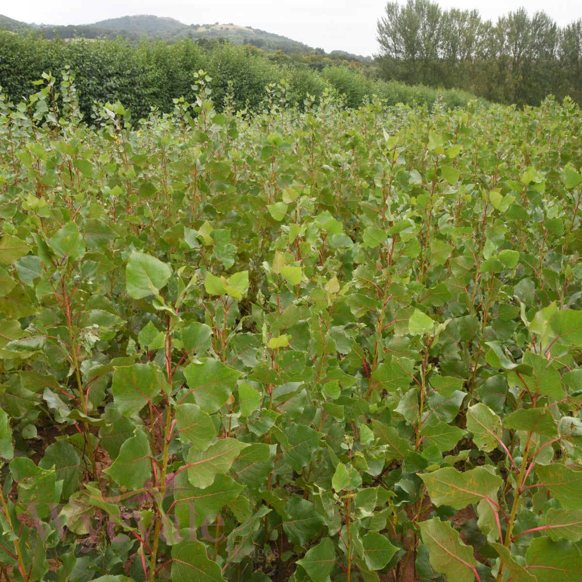 Bareroot Populus x canadensis (Robusta Poplar) 'Robusta'