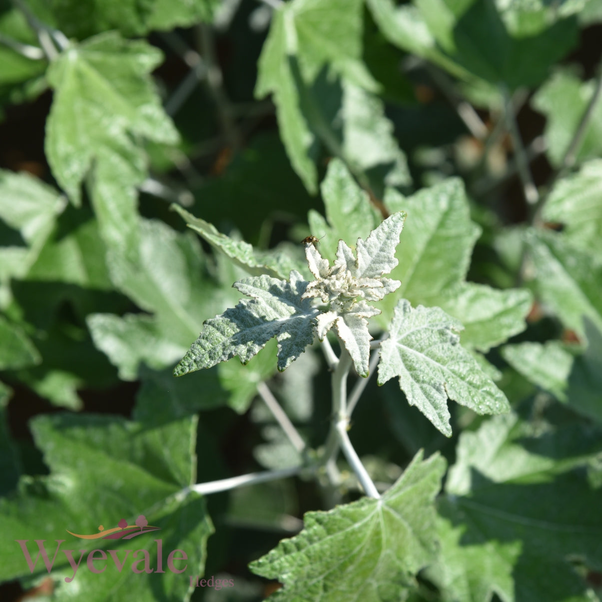 Populus alba (White Poplar) 1 Year Seedling (Pack of 25)