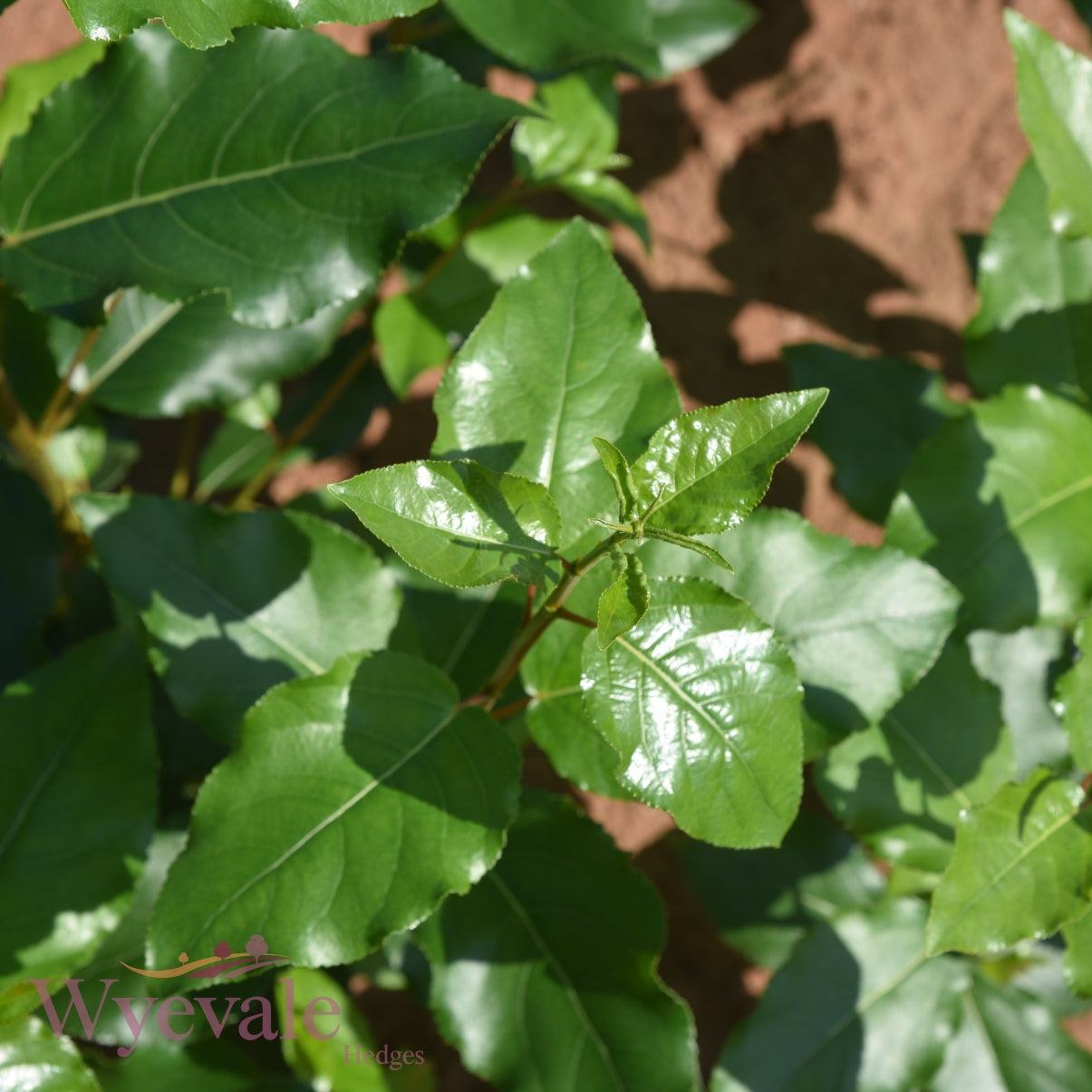 Populus balsam spire (Balsam spire) 1 Year Seedling (Pack of 25)