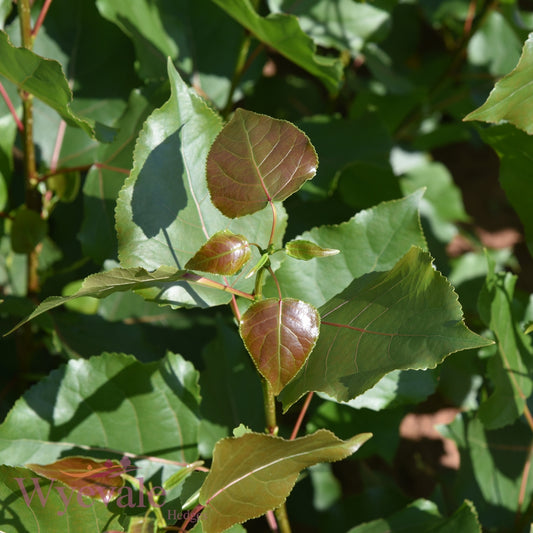 Populus can. Robusta (Hybrid Poplar) 1 Year Seedling (Pack of 25)