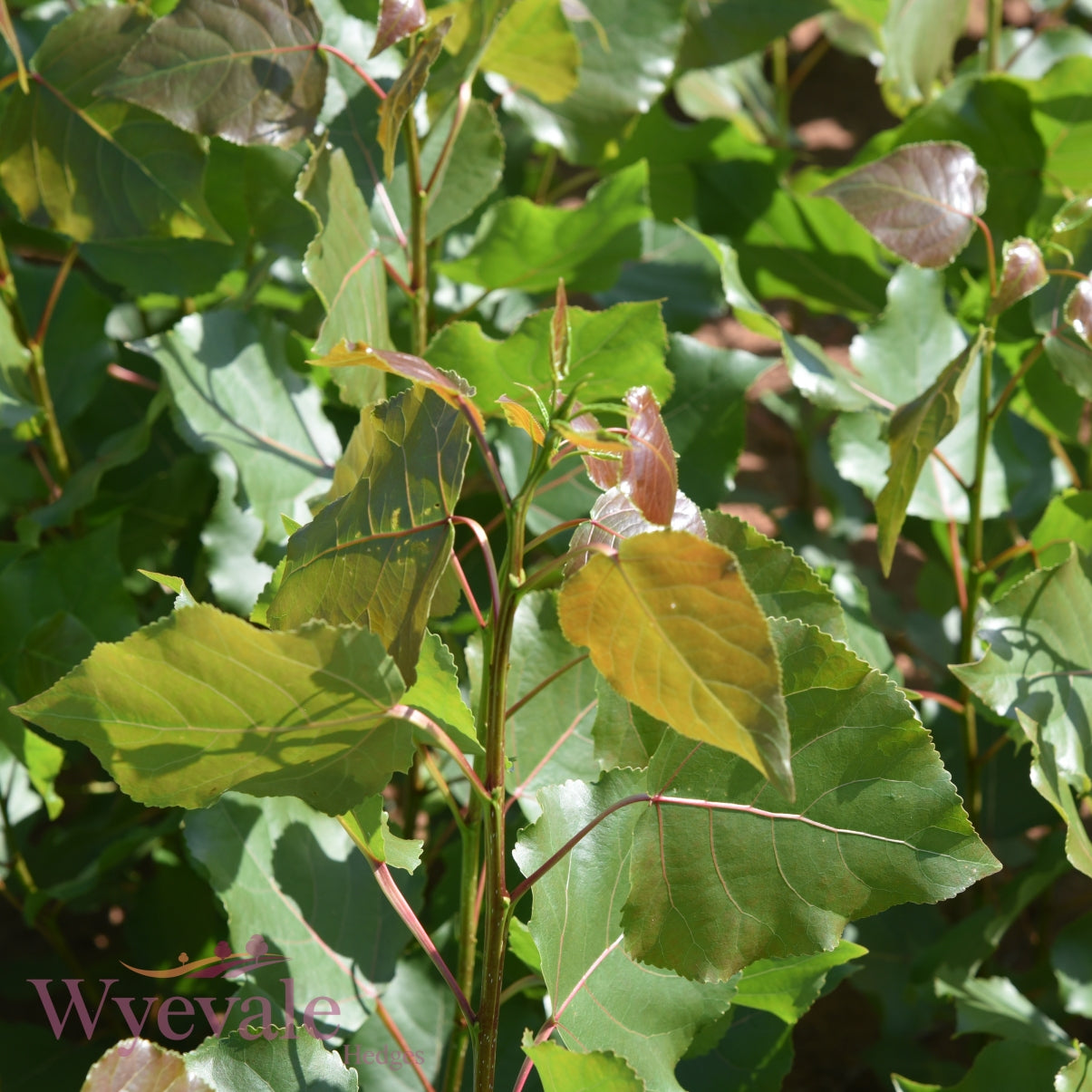 Populus can. Robusta (Hybrid Poplar) 1 Year Seedling (Pack of 25)