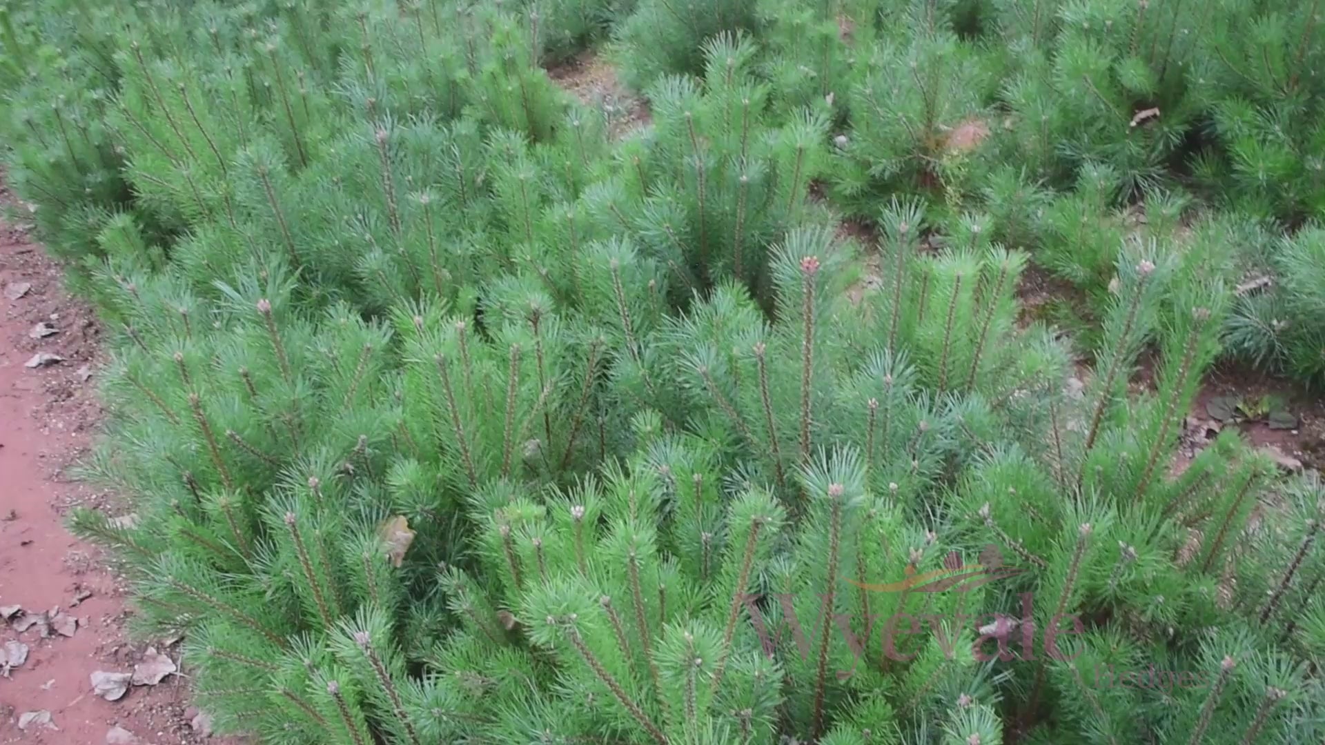 Pinus sylvestris (Scots pine) 3 Year Undercut (Pack of 10)