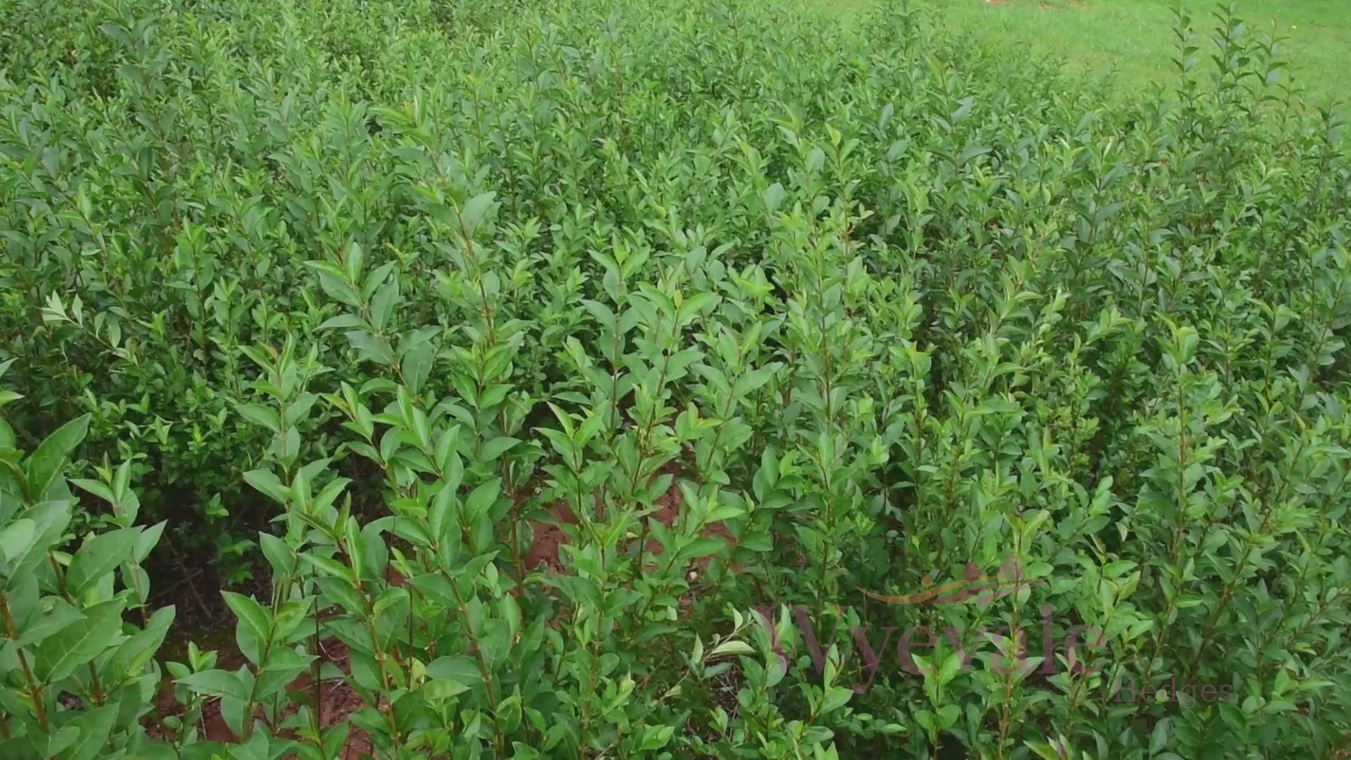 Ligustrum ovalifolium (California Privet) 2 Year Cutting (Pack of 25)