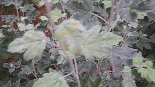 Populus tremula (European aspen) 2 Year Transplant (Pack of 25)