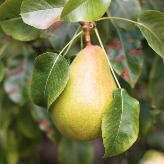 Bareroot Pyrus communis (Pear)