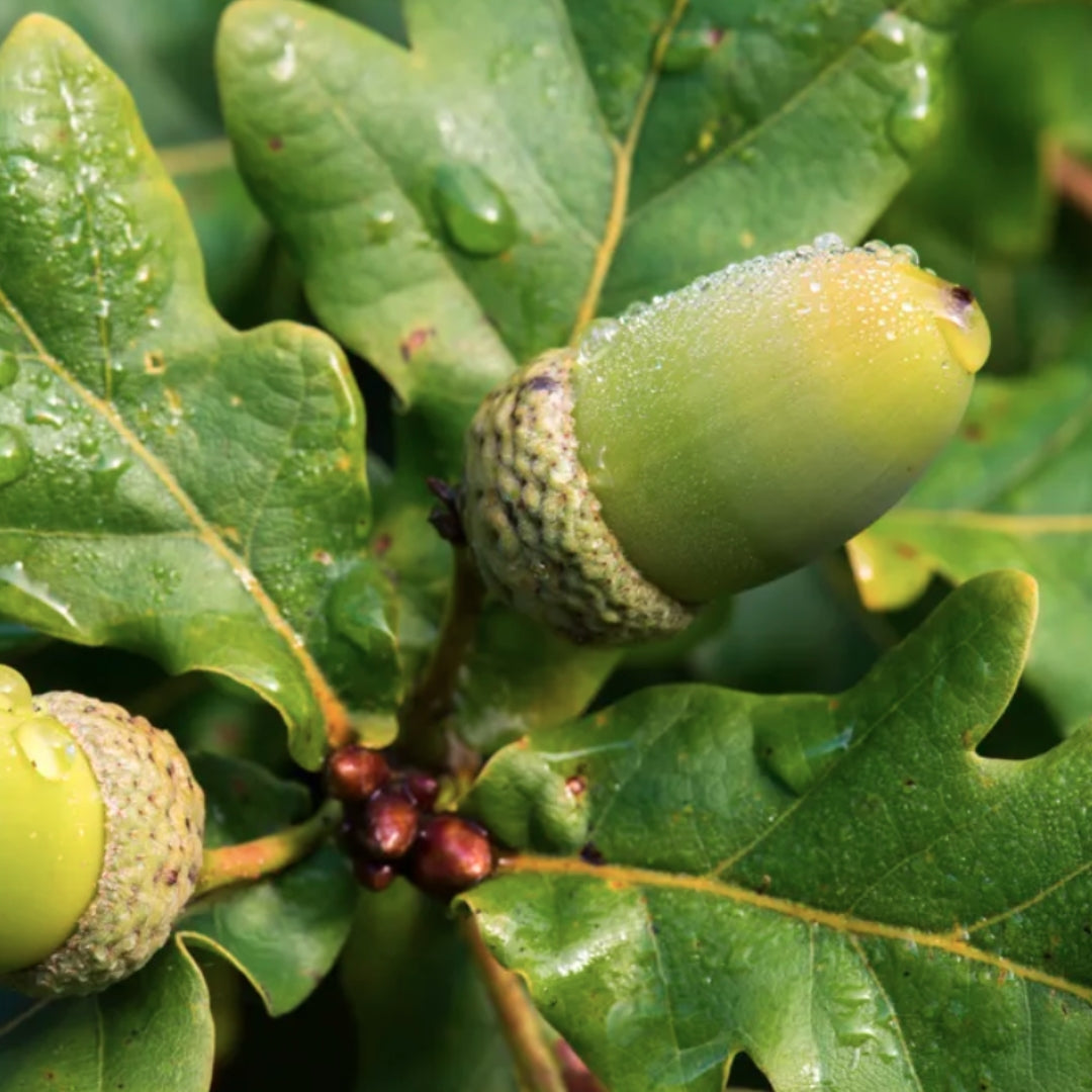 Bareroot Quercus robur (English Oak)