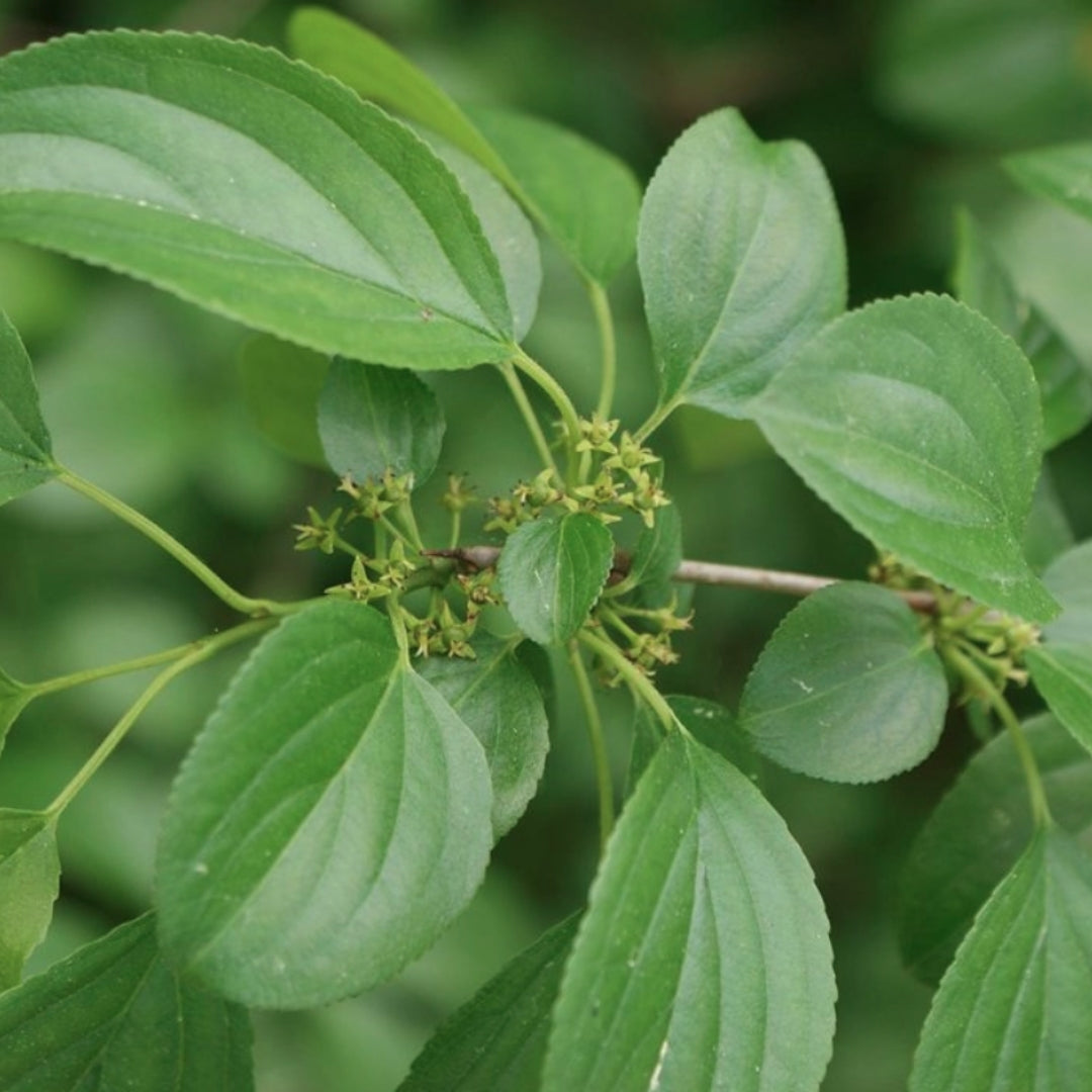 Bareroot Rhamnus cathartica (Buckthorn)
