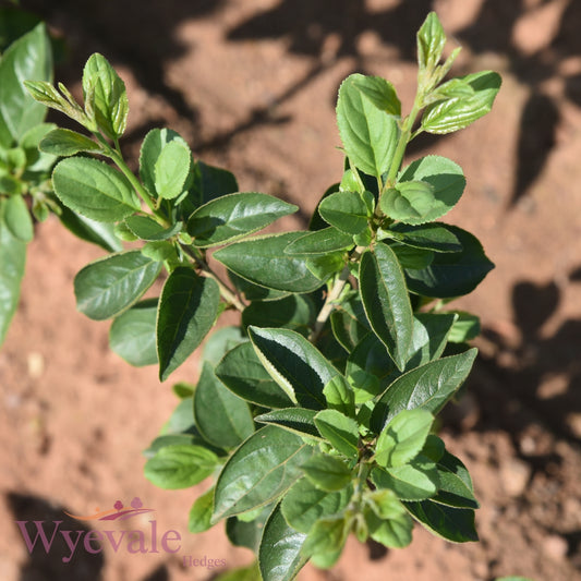 Rhamnus frangula (Alder buckthorn) 2 Year Undercut (Pack of 25)