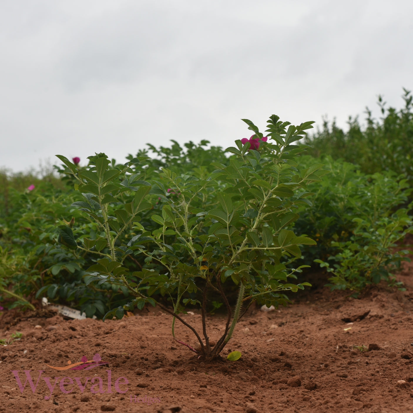 Rosa rugosa 'Rubra' (rugosa rose) 2 Year Transplant (Pack of 25)