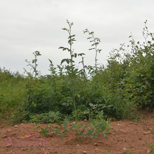 Rosa canina (Dog Rose) 2 Year Transplant (Pack of 25)