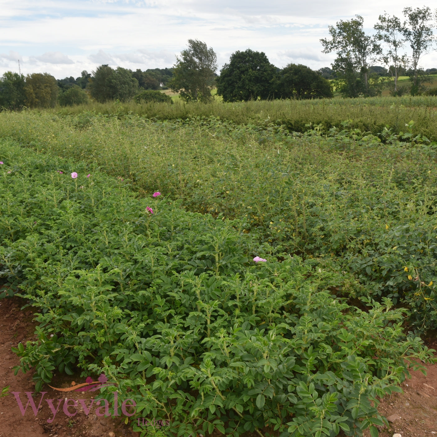 Rosa rugosa 'Rubra' (rugosa rose) 2 Year Transplant (Pack of 25)