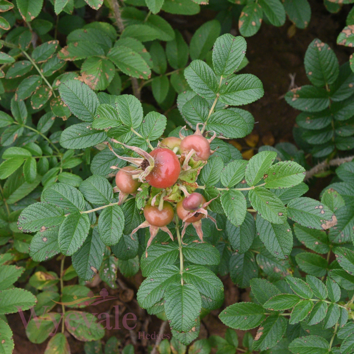 Rosa rubignosa (Sweet Brier) 2 Year Transplant (Pack of 25)