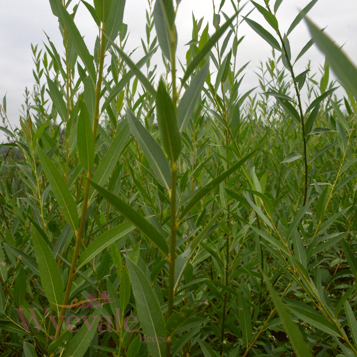 Bareroot Salix x fragilis (Crack Willow)