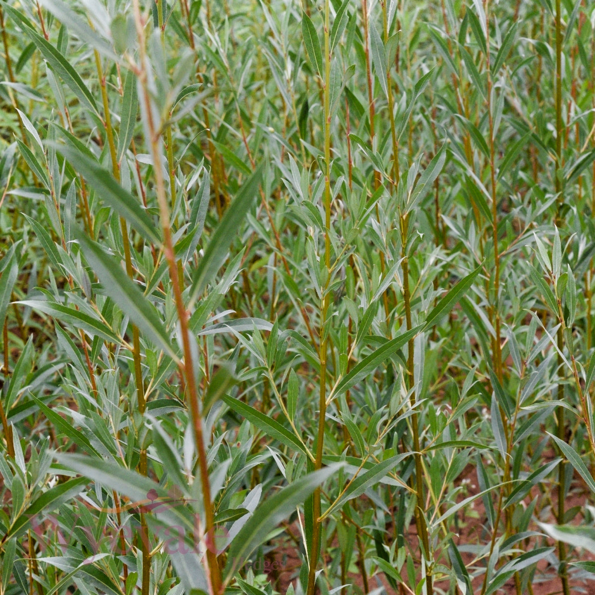 Bareroot Salix alba (White Willow)