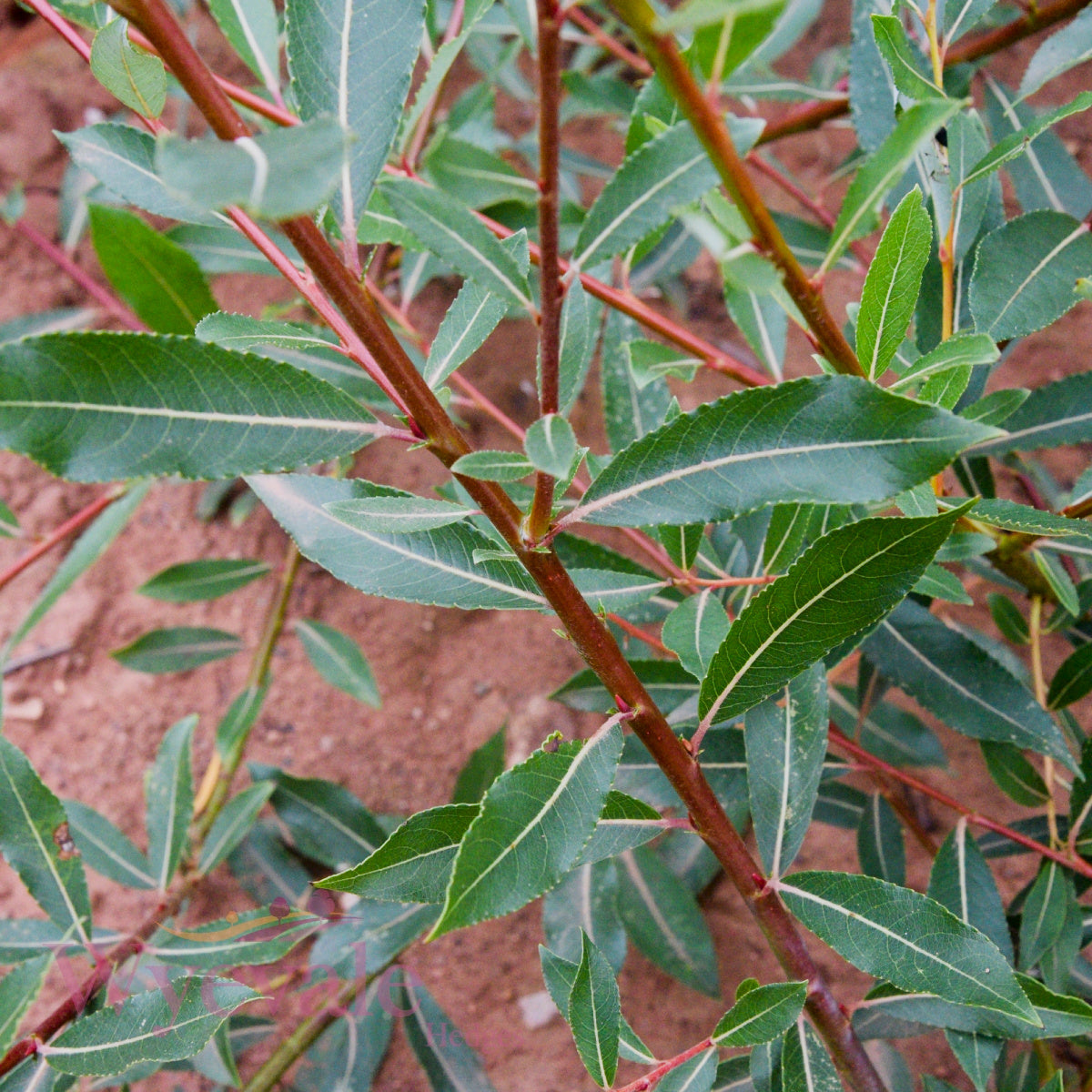 Bareroot Salix daphnoides (Violet Willow)