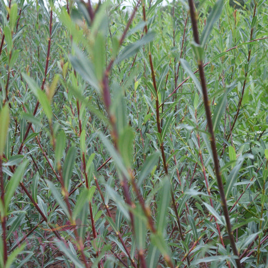 Salix purpurea (Purple Willow) 1 Year Seedling (Pack of 25)