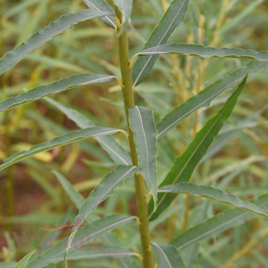 Bareroot Salix viminalis (Osier Willow)