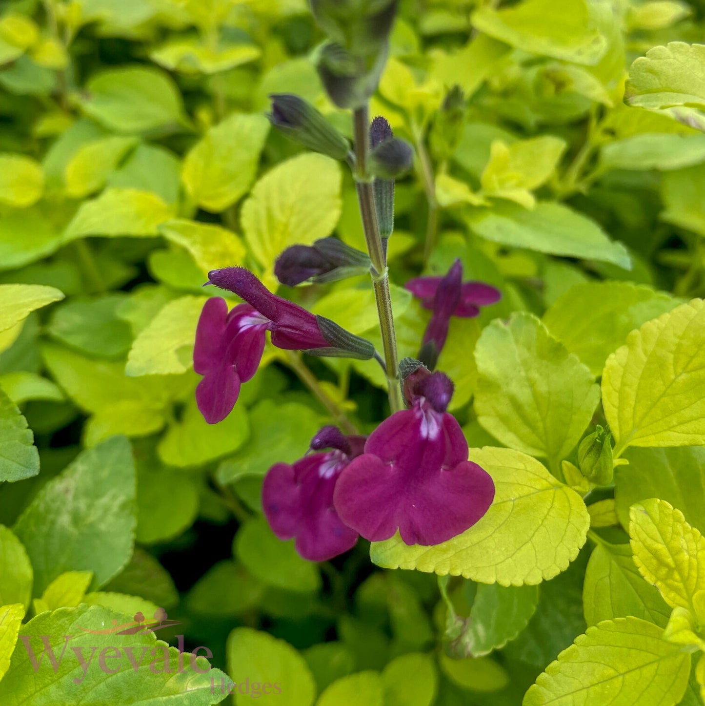 Salvia (Sage) 'Golden Rosiene'