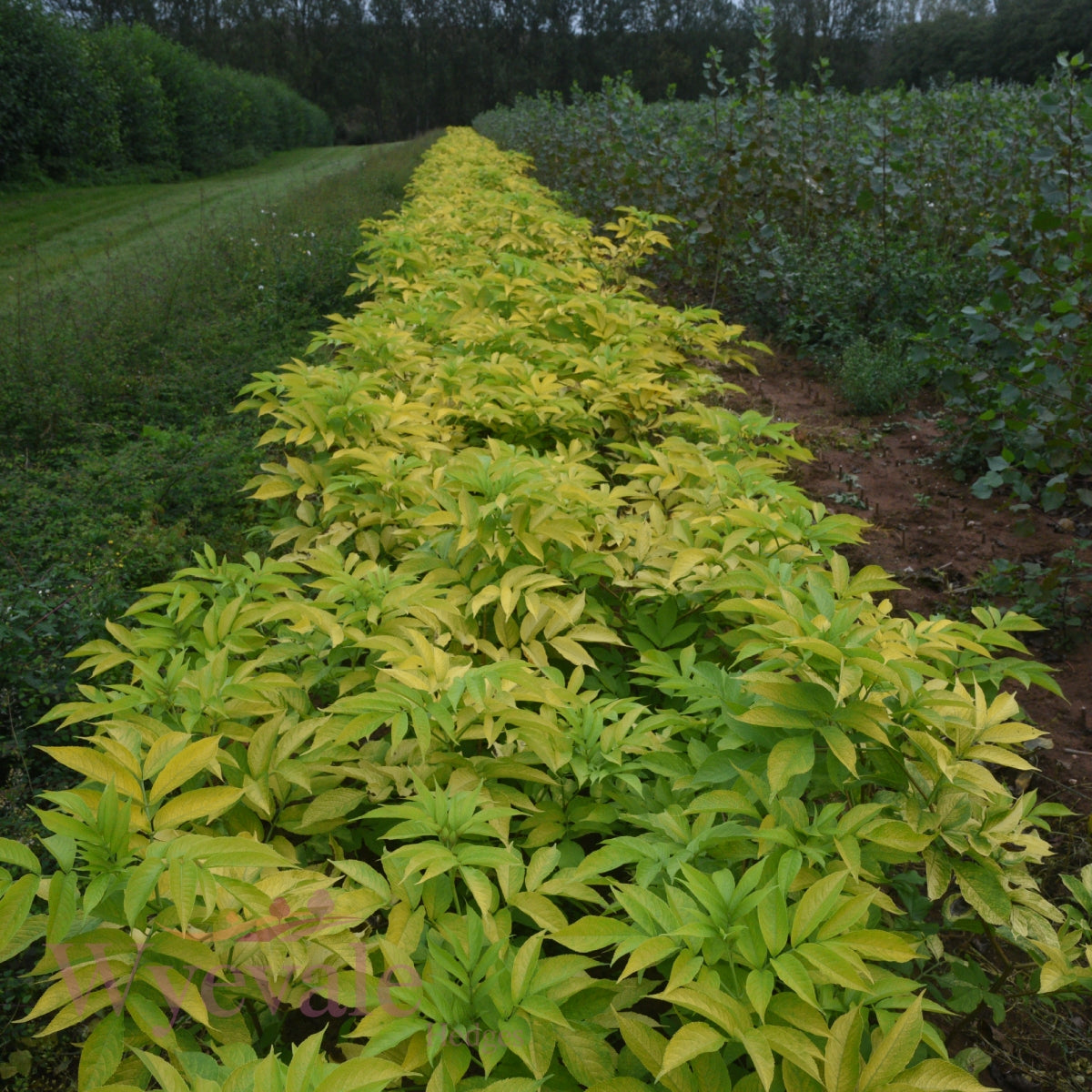 Sambucus nigra aurea (Golden Elder)