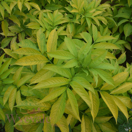 Sambucus nigra aurea (Golden Elder)